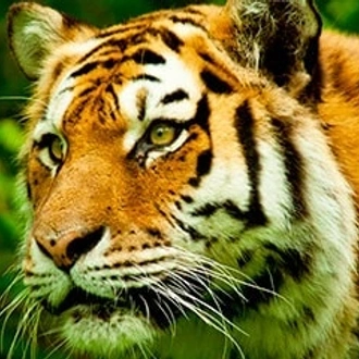 tourhub | Exoticca | Amazing Tiger Safari & Classic Taj Mahal 