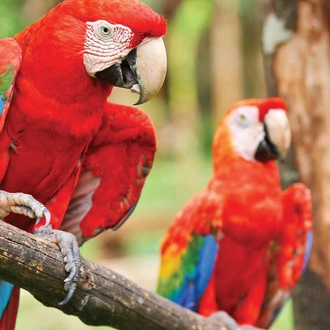 tourhub | Explore! | Family Costa Rica Rainforest and Wildlife Adventure 