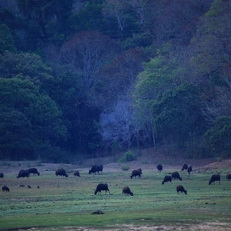 tourhub | Agora Voyages | Cochin to Thekkady & Alleppey 