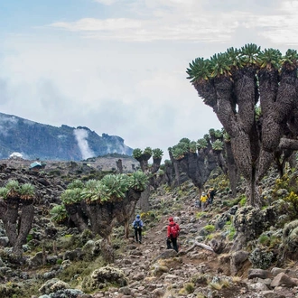 tourhub | Explore! | Kilimanjaro - Rongai Trek 