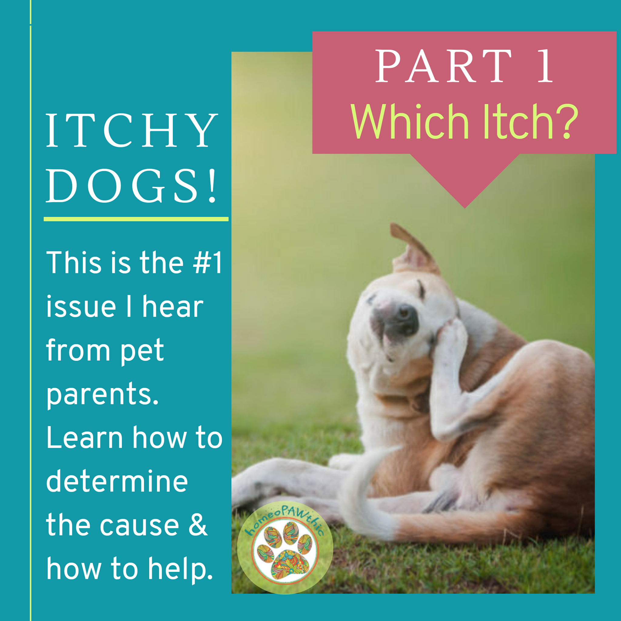 is-your-dog-itching-here-s-how-to-figure-out-why-dogly