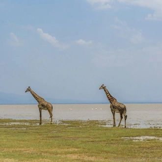 tourhub | Across Africa Tours Travel | 3 Days 2 Nights adventure in Tarangire National Park, Ngorongoro and Lake Manyara (Comfort plus) 