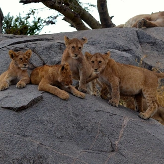 tourhub | Alaitol Safari | The Ultimate  Serengeti Migration Safari 