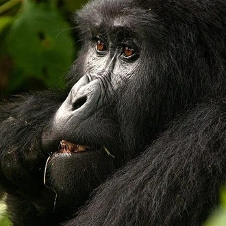 tourhub | Verdoro Safaris | 11-Day Uganda Rwanda Gorilla Tracking Tour from Entebbe 