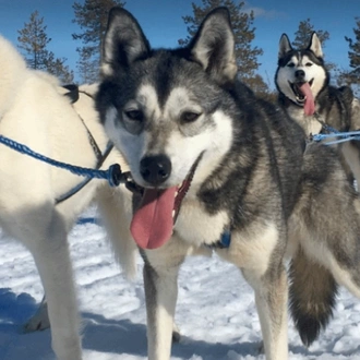 tourhub | YellowWood Adventures | Lapland: A Winter Adventure 