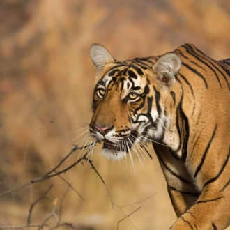 tourhub | Taj Voyages Tours | 1N/2D Ranthambore Wildlife Safari 