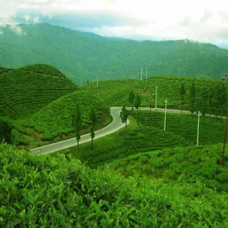 tourhub | Liberty Holidays | 3-Days Eastern Paradise Ilam Tour from Kathmandu 