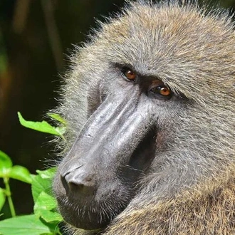 tourhub | Verdoro Safaris | 12 Days Gorillas, Chimps Trekking and Wildlife Budget Tour 