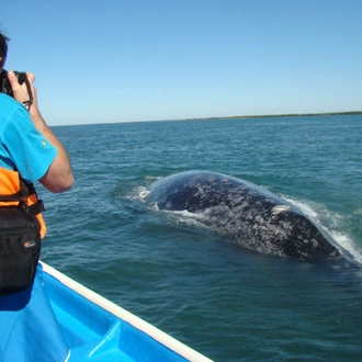 tourhub | Bamba Travel | Baja's Ocean Giants: From La Paz to Los Cabos Quest 7D/6N 