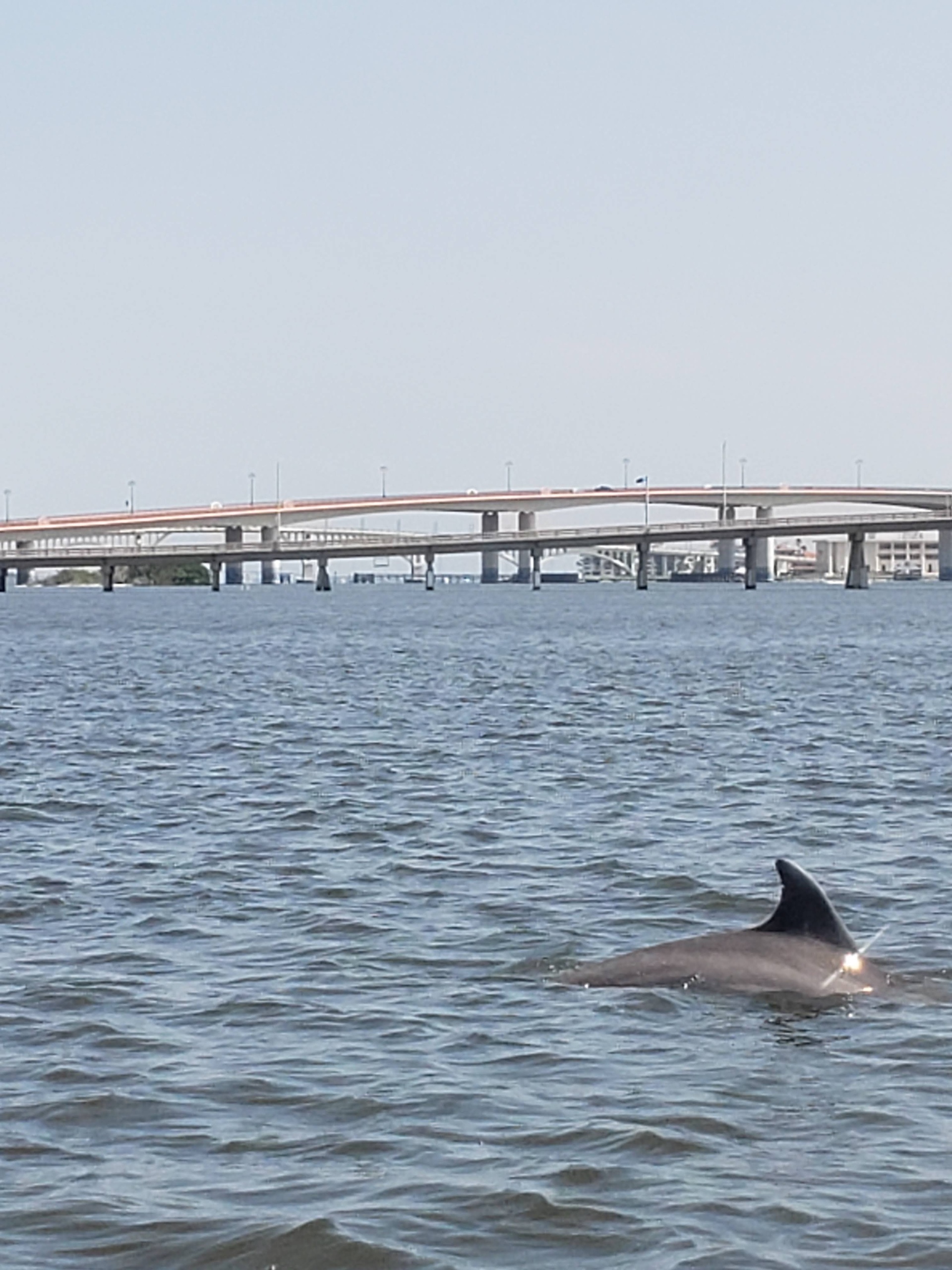 Public Wildlife Tours