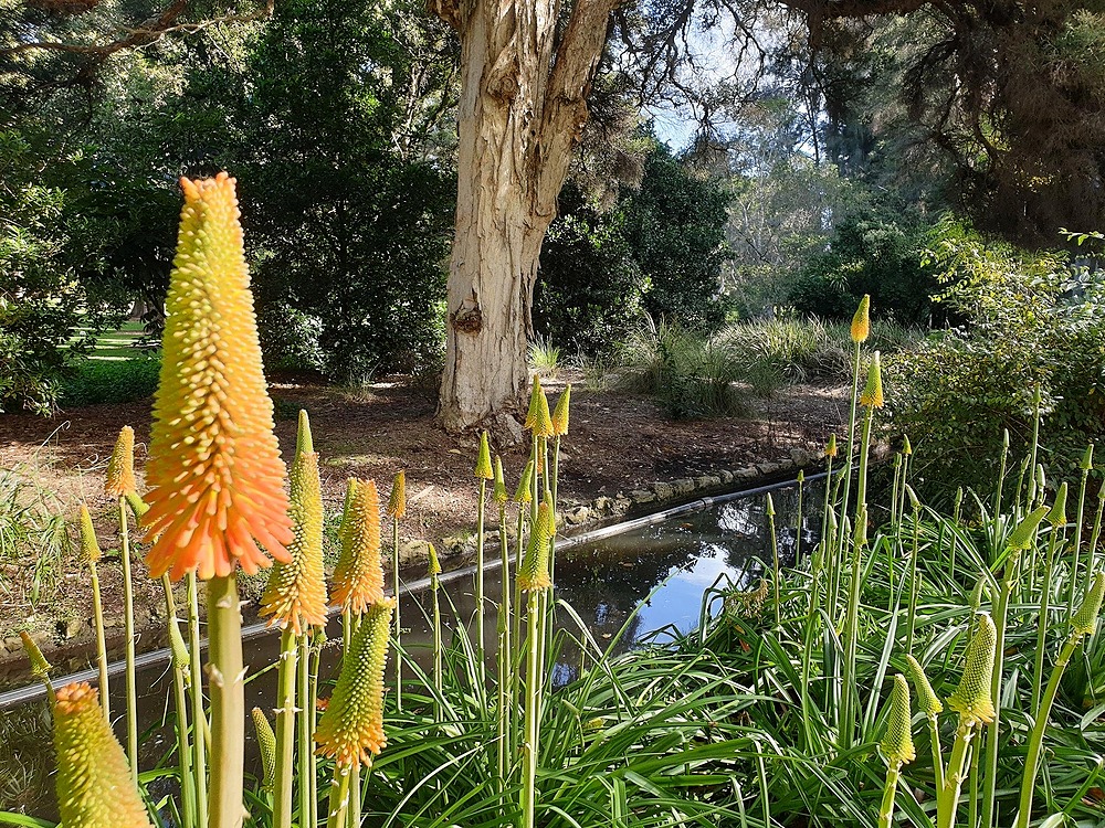 First Creek in the Adelaide Botanic Garden (Park 11)