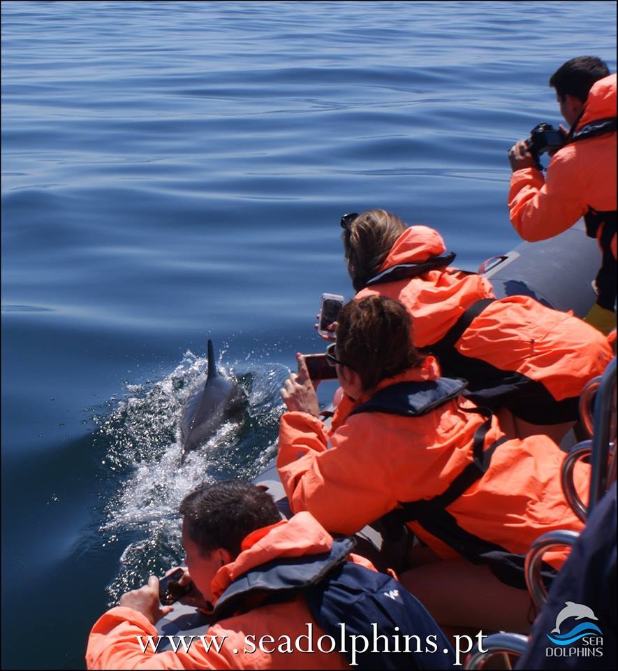 Dolphins Watching