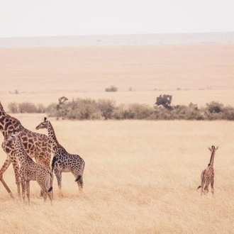 tourhub | Intrepid Travel | Kenya Family Safari 