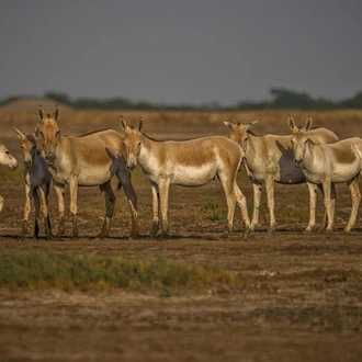 tourhub | Agora Voyages | Patan & Little Rann of Kutch 