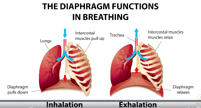 The Diaphragm in the Breath