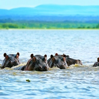 tourhub | Gracepatt Ecotours Kenya | 8 Days Masai Mara Wildebeest Migration Safari Adventures 