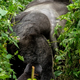 tourhub | Verdoro Safaris | 3-Day Gorilla Trekking in Mgahinga Park 