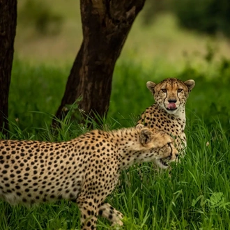 tourhub | Zara Tanzania Adventures | 11 Days Tanzania Wildlife Cultural Safari 