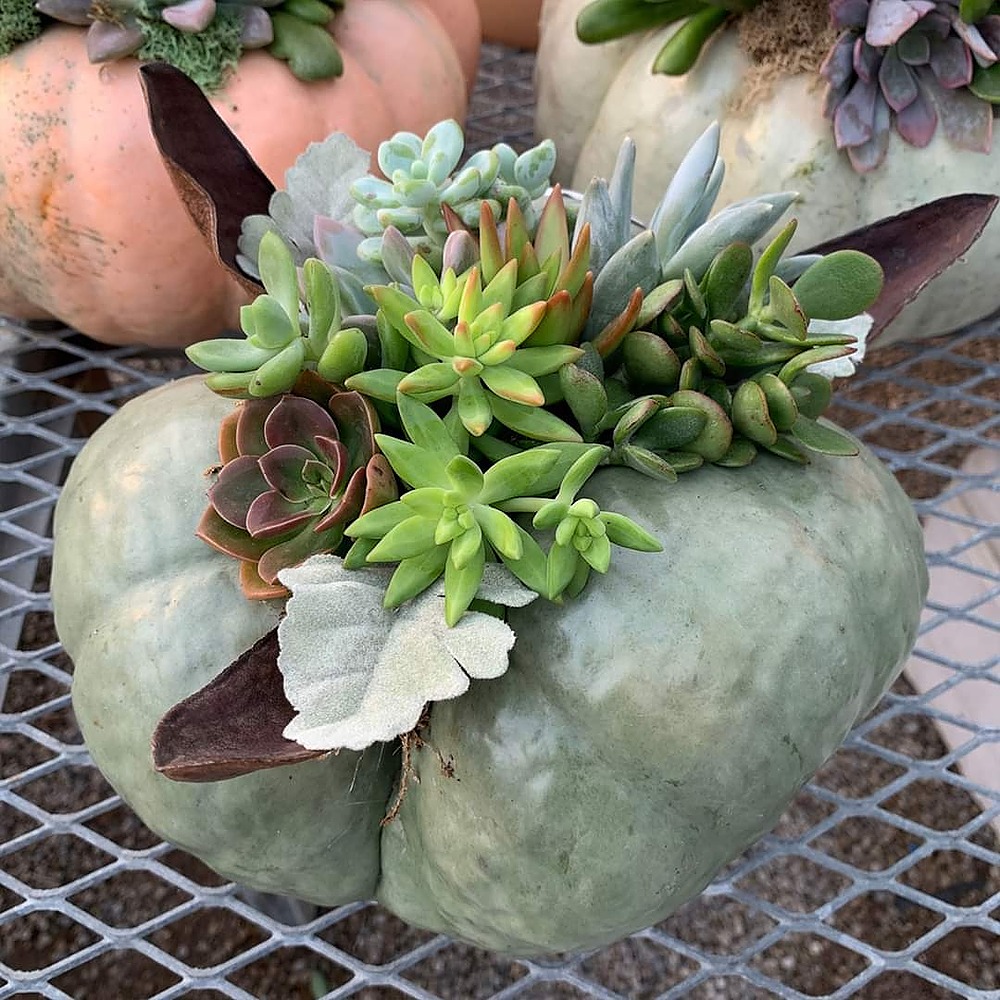 Pumpkin & Succulent