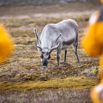 tourhub | Exodus Adventure Travels | Ultimate Arctic Voyage: From Svalbard to Jan Mayen to Iceland 