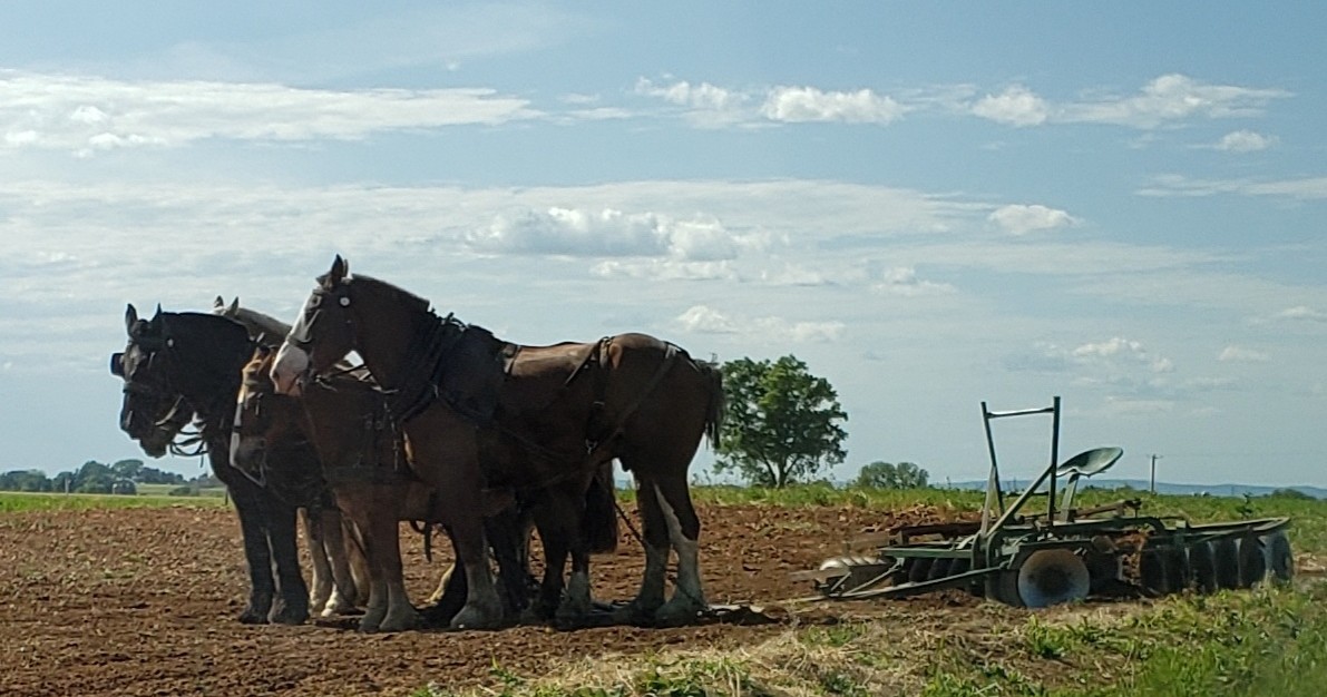 Unique Amish Immersion Experience