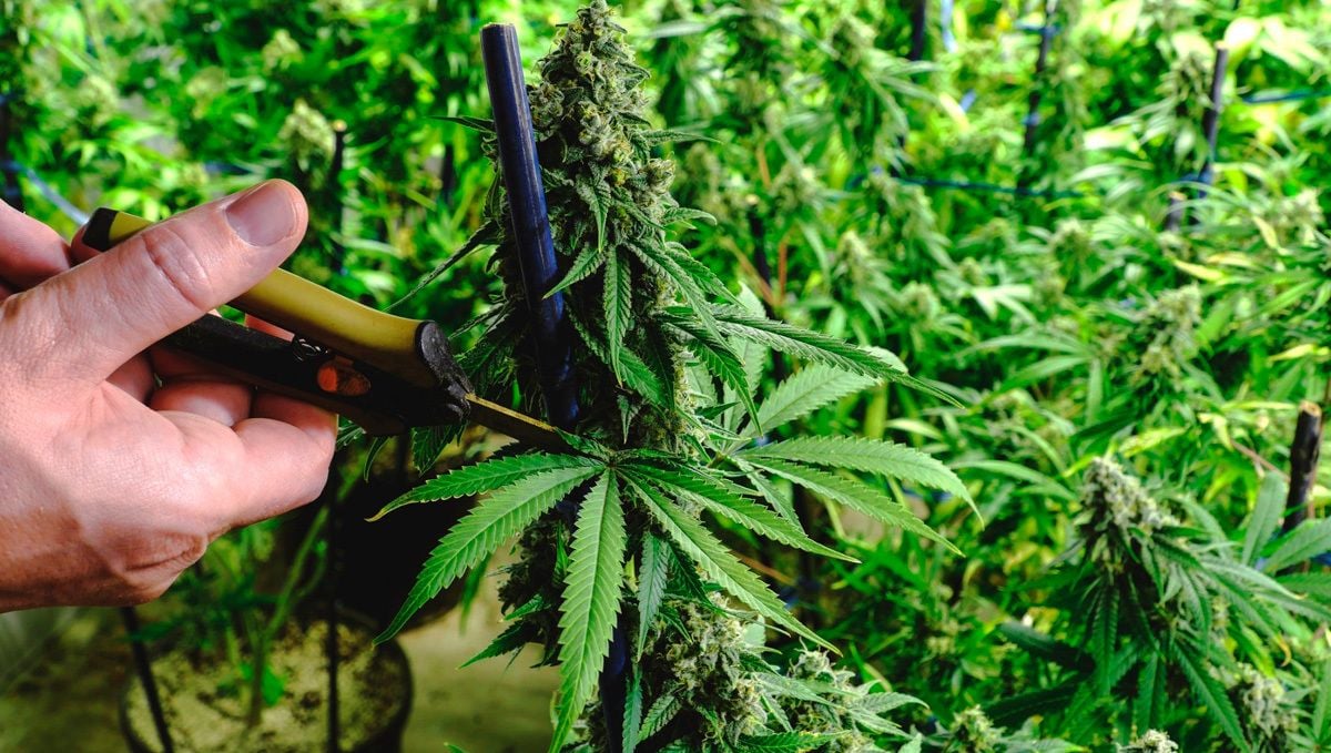 When to defoliate autoflower cannabis plants