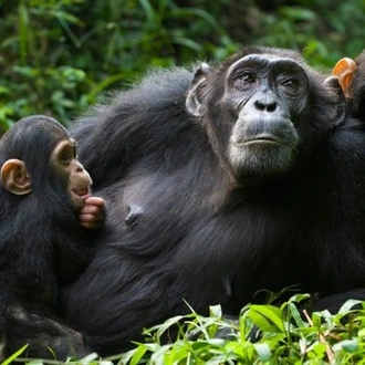 tourhub | Ecovic Tours and Travel Uganda | 9-Days Uganda Wildlife & Primates Safari 