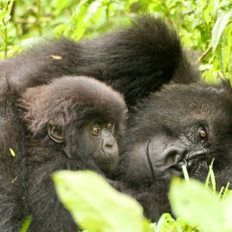 tourhub | Verdoro Safaris | 6-day Gorilla Habituation, Murchison falls park and Jinja Experience 