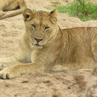 tourhub | Widerange African Safaris | 3 days/2 nights Serengeti Private safari package 