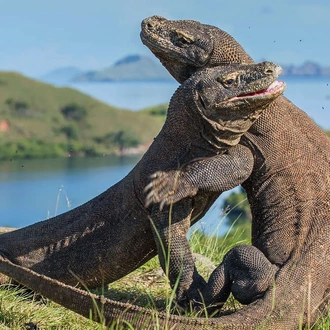 tourhub | Explore! | Discover Indonesia's Eastern Islands 