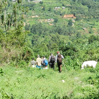 tourhub | Intrepid Travel | Uganda Gorilla Short Break: Original 