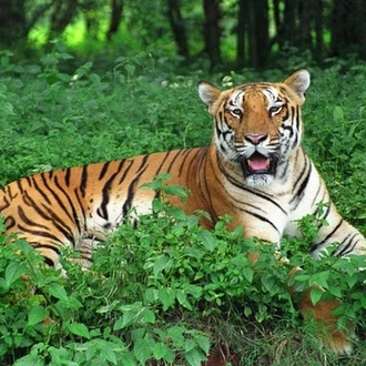 tourhub | Agora Voyages | Exploring Similipal Tiger Reserve from Bhubaneshwar 