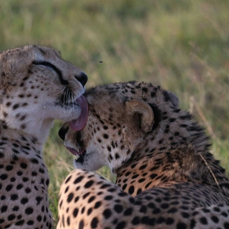 tourhub | Starluck Travel | 3 Days Masai Mara Road Package 