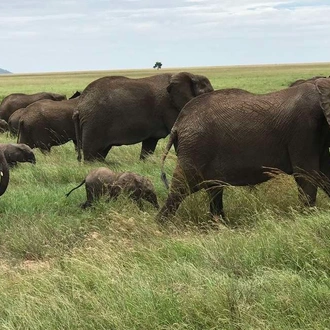 tourhub | Explore! | Serengeti Wildlife Experience 