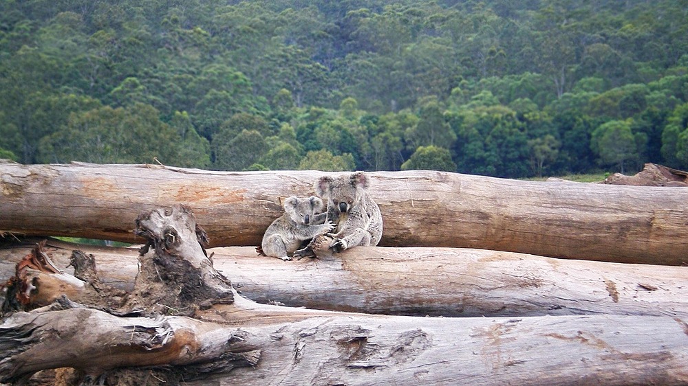 Koalas habitat loss