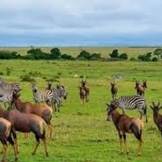 tourhub | Akondo Adventures | 5-Day Affordable Northern Tanzania Safari 