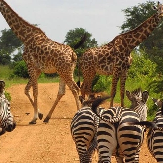 tourhub | Gracepatt Ecotours Kenya | 8 Days Discover Kenya Safari with 4x4 Land Cruiser Jeep  