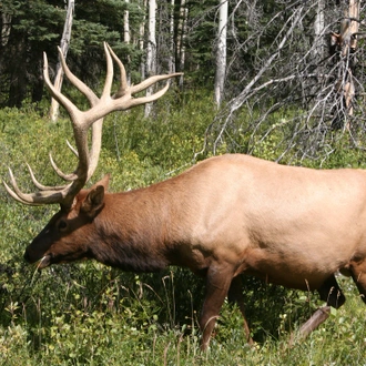 tourhub | Intrepid Travel | Grand Canadian Rockies 