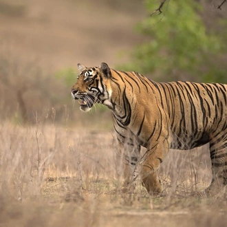 tourhub | UncleSam Holidays | Golden Triangle with Ranthambore Tour 