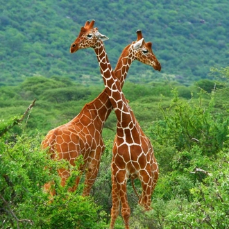 tourhub | Jossec Tours and Safaris | 3-Day/2-Night Maasai Mara Group Safari From Nairobi 