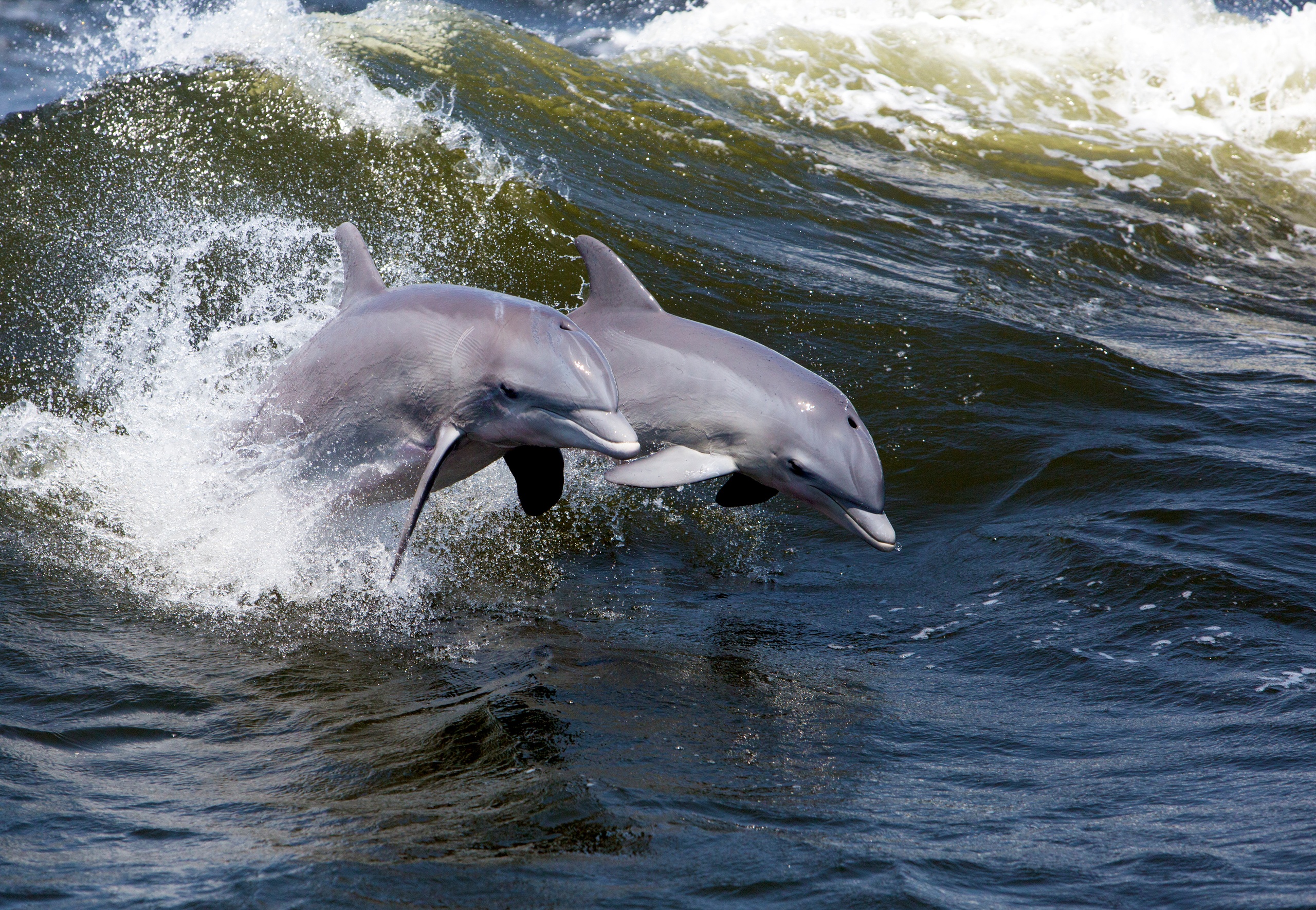 Dolphin Sightseeing Tours  •  Cocoa Beach