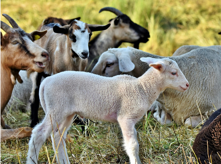 Représentation de la formation : De l'alimentation à la santé des agneaux/chevreaux : prévenir les maladies et réussir leur sevrage