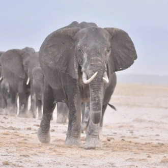 tourhub | Arrow Adventures Kenya | 3 Days Amboseli Adventure Safari 