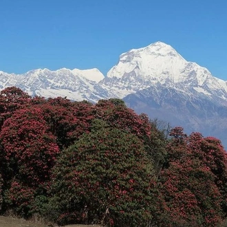 tourhub | Himalayan Adventure Treks & Tours | Ghorepani Ghandruk Trek 