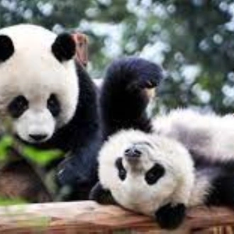 tourhub | Bravo Indochina Tours | Vacation to China with Chengdu Pandas 14 Days 