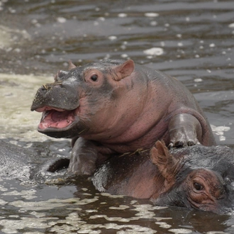 tourhub | Tanzania Wildlife Adventures | Walking Safari in the Ngorongoro Crater 