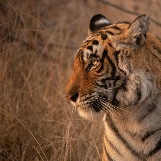 tourhub | Go Book Tours | Golden Triangle Tour with Ranthambore 