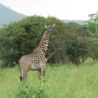 tourhub | G-family Adventures Safaris | Serengeti-Ngorongoro safari 