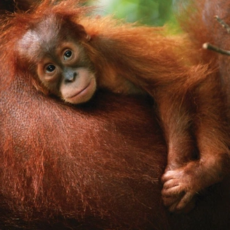 tourhub | Intrepid Travel | Indonesia Expedition: Orangutans of Kalimantan  