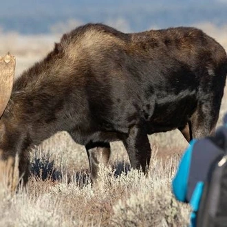 tourhub | On The Go Tours | Grand Teton & Yellowstone Camping - 4 days 